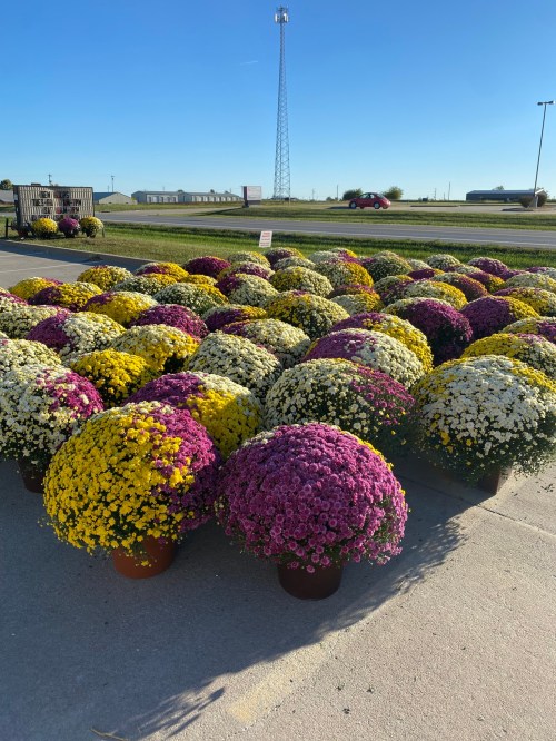 Colorful potted mums in purple, yellow, and white arranged on a sunny pavement with a tower in the background.