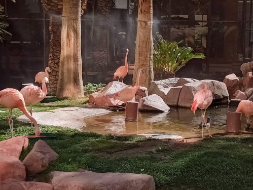 A group of pink flamingos standing near a small pond surrounded by rocks and palm trees in a sunny setting.