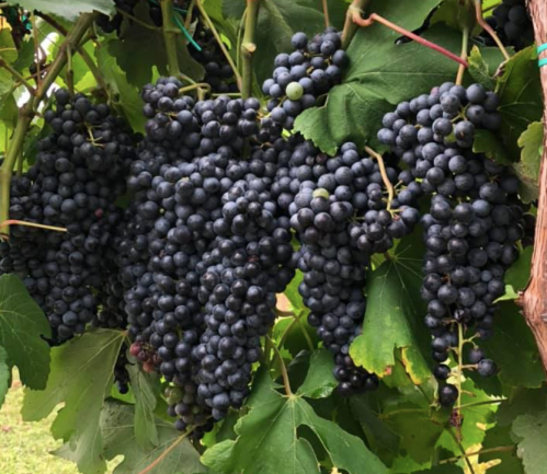 Bunches of dark purple grapes hanging from green leaves on a vine.