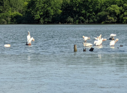 A group of white pelicans wading and swimming in a calm lake surrounded by lush greenery.