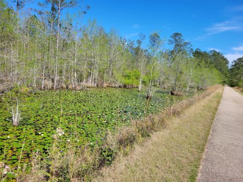 A serene pond covered with lily pads, surrounded by lush greenery and a walking path under a clear blue sky.