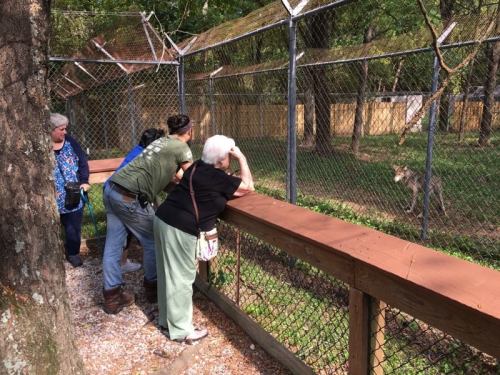 Visitors observe a coyote in a wildlife enclosure, leaning over a wooden railing in a natural setting.