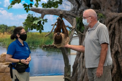A man and a woman interact with a sloth hanging from a branch in a nature exhibit. Both are wearing masks.