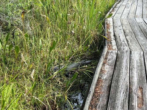 A wooden boardwalk curves alongside lush green vegetation and a small body of water.