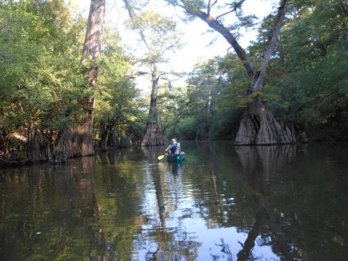 A person paddles a canoe through a serene, tree-lined waterway with cypress trees reflecting in the calm water.