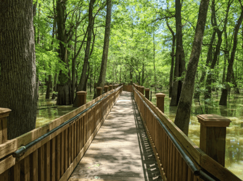 A wooden boardwalk stretches through a lush, green forest with water visible on either side.