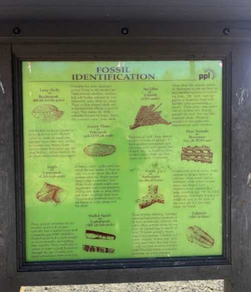 A green informational sign displaying various fossil types and their identification details.