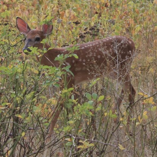 A young deer with spots stands among colorful autumn foliage, partially hidden in the underbrush.