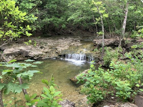 A serene forest scene featuring a small waterfall cascading into a clear pool, surrounded by lush greenery.