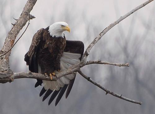 A bald eagle perched on a bare tree branch, with its wings partially spread against a blurred background.