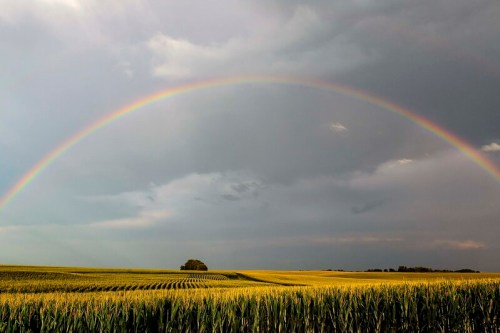 A vibrant rainbow arcs over a golden cornfield under a cloudy sky.