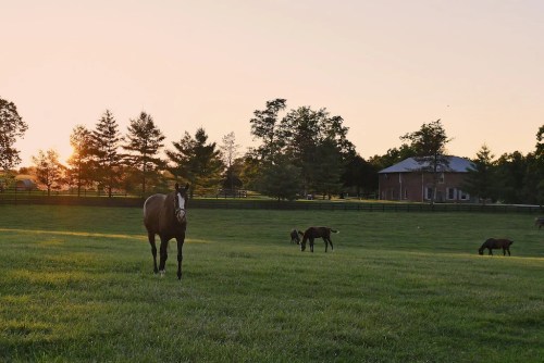 A horse stands in a grassy field at sunset, with trees and a house in the background.