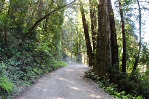 A winding dirt road surrounded by tall redwood trees and lush greenery in a serene forest setting.