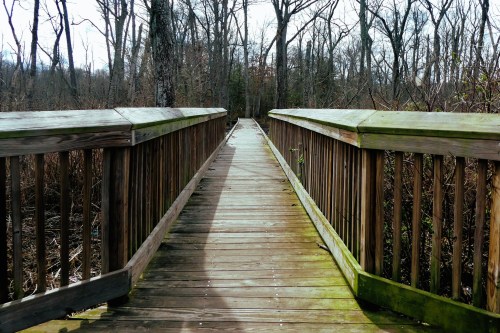 A wooden boardwalk stretches through a forest, surrounded by bare trees and a hint of sunlight.