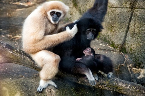 A family of gibbons sits on a branch, with one adult grooming another and a baby nestled between them.