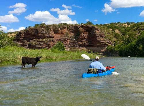 A person in a kayak paddles on a river, while a cow stands on the bank near rocky cliffs under a blue sky.