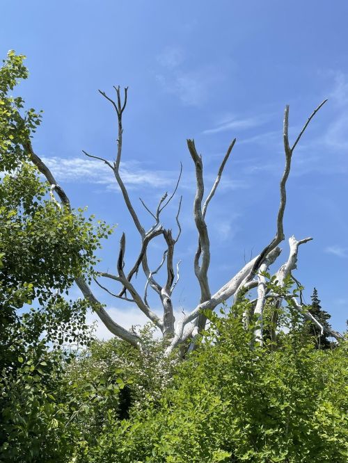 A stark, white dead tree with twisted branches stands among lush green foliage under a clear blue sky.