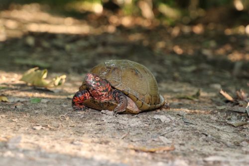 A turtle with a brown shell and colorful markings on its legs crawls on a dirt path surrounded by leaves.