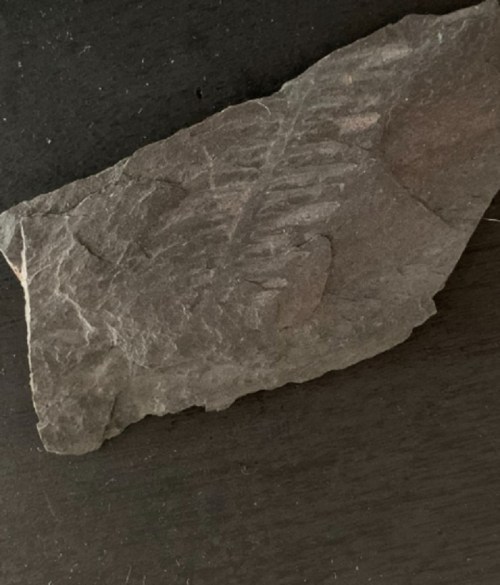 Fossilized rock fragment with a leaf imprint, showcasing natural textures and earthy colors.