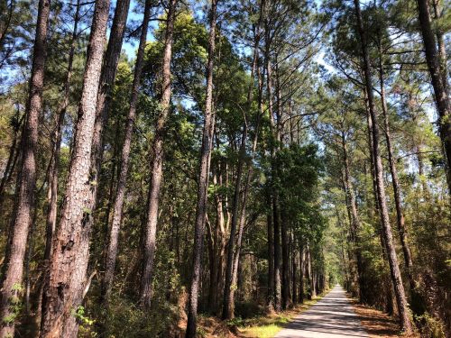 A serene, tree-lined path surrounded by tall pine trees under a clear blue sky.