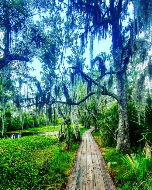 A wooden path winds through lush greenery and moss-draped trees beside a tranquil pond.