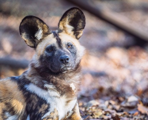 A close-up of a resting African wild dog with distinctive large ears and a patterned coat, surrounded by autumn leaves.