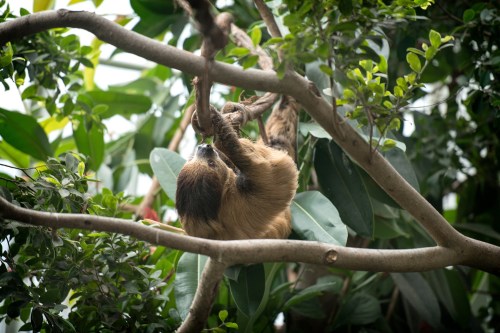 A sloth hanging upside down from a branch, surrounded by lush green leaves in a tropical setting.