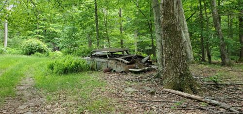 An old, rusted car partially hidden in a lush green forest, surrounded by trees and overgrown vegetation.