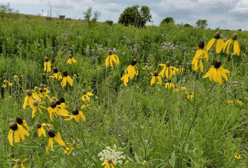 A field of vibrant yellow flowers surrounded by lush green grass and scattered plants under a cloudy sky.