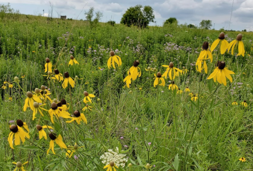 A field of vibrant yellow flowers surrounded by lush green grass and scattered plants under a cloudy sky.