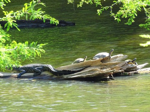 A snake and several turtles bask on a log in a calm, green-tinted water setting surrounded by foliage.