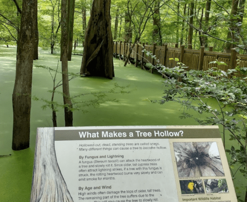 A sign about tree hollows in a green, swampy area with trees and a wooden walkway in the background.