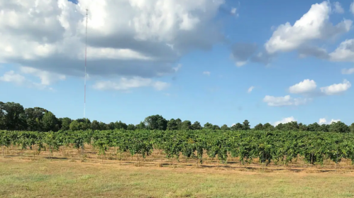 A wide view of a vineyard under a blue sky with fluffy clouds, featuring rows of grapevines and a tall radio tower in the distance.