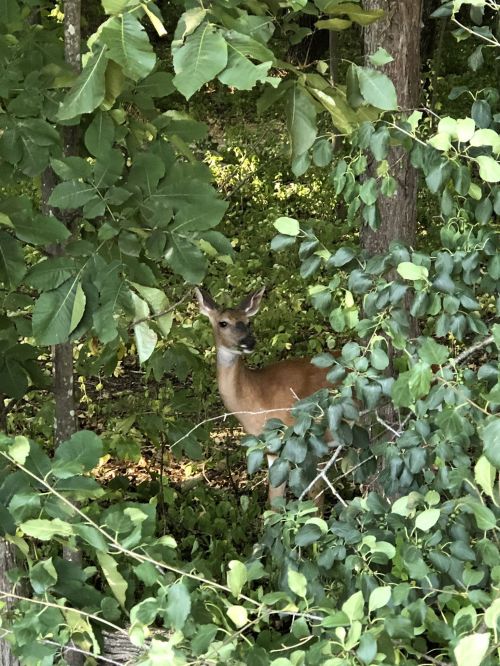 A deer stands among lush green foliage in a wooded area, partially hidden by leaves.