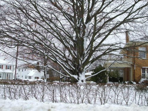 A large tree covered in snow stands in front of a house, with a snowy landscape and bare branches in winter.