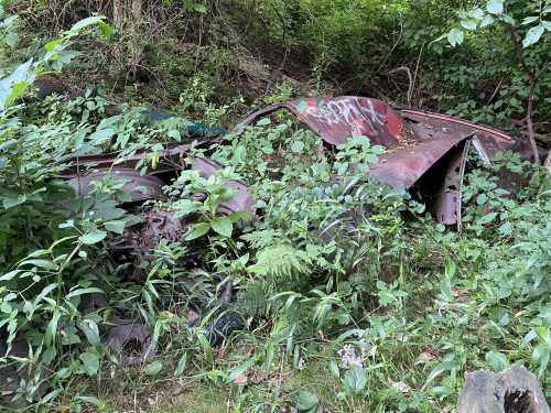 An abandoned, rusted car covered in overgrown vegetation and surrounded by lush greenery.