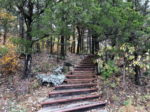 Wooden steps lead up through a forest of trees with autumn foliage and rocky ground.