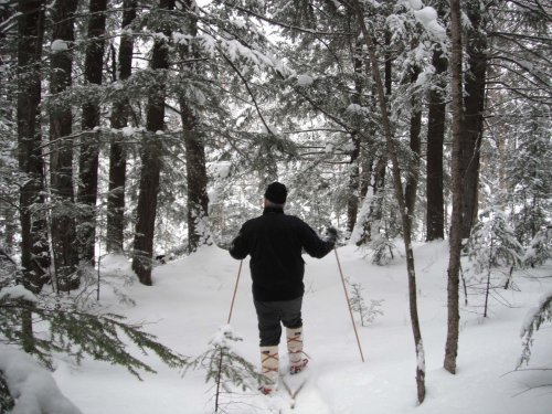 A person in winter gear stands in a snowy forest, holding ski poles, surrounded by tall trees.