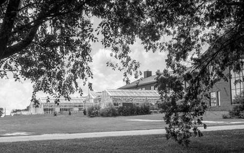 A black and white photo of greenhouses behind a building, framed by tree branches and a grassy area.