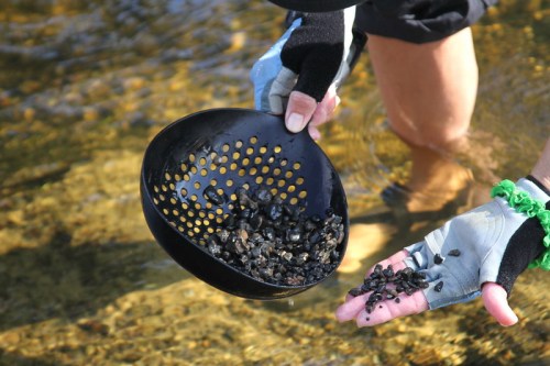 A person in gloves holds a black sifting pan filled with small rocks, with some rocks in their other hand, standing in water.