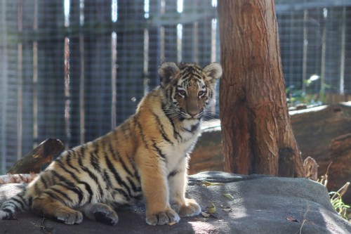 A young tiger cub sits on a rock, looking curiously at the camera, surrounded by trees and a fenced enclosure.