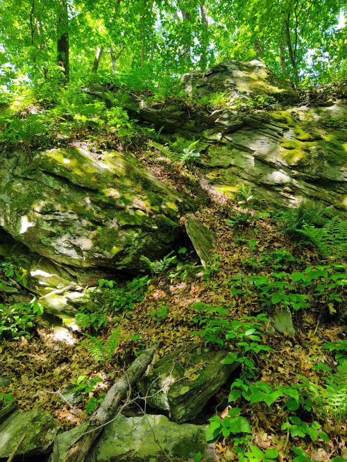 Lush green foliage and moss-covered rocks in a sunlit forest setting.