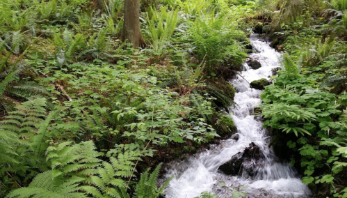 A serene forest scene featuring a flowing stream surrounded by lush green ferns and foliage.