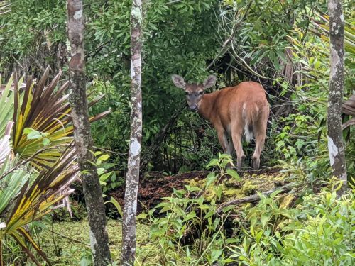 A deer stands among lush greenery, partially hidden behind trees and foliage in a tropical forest.