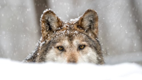 A close-up of a wolf's face with snowflakes falling, set against a snowy background. The wolf's eyes are striking and alert.