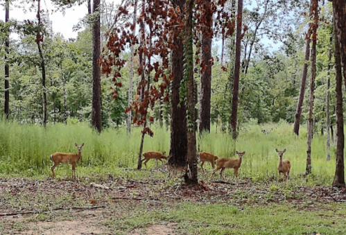 A group of deer stands among tall grass and trees in a lush forest setting.