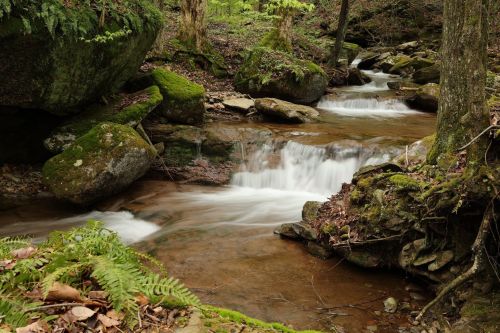 A serene stream flows over rocks, surrounded by lush greenery and moss-covered stones in a tranquil forest setting.