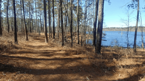 A winding dirt path through tall pine trees beside a calm lake on a clear day.