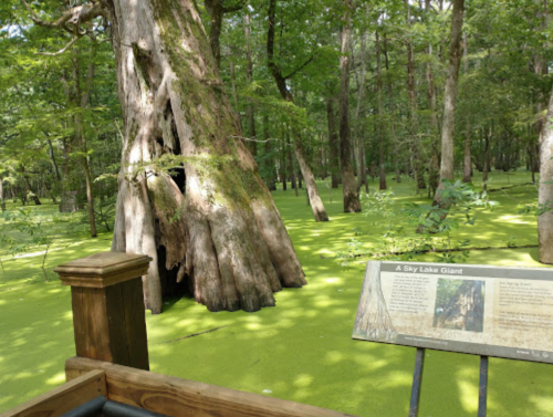 A large, moss-covered tree stands in a green, swampy area, with an informational sign nearby.