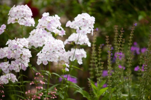 A vibrant garden scene featuring clusters of delicate pink and white flowers among lush green foliage.